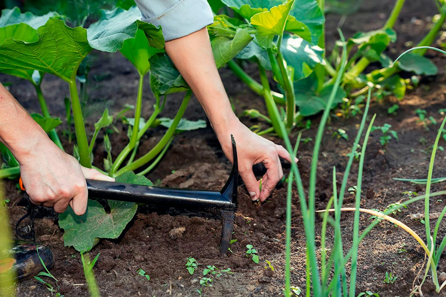 Så och sköta köksträdgården Så och sköta köksträdgården i juli